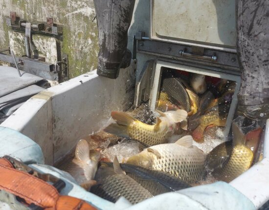 4,600 kilograms of hook-ready carp arrived on Tuesday