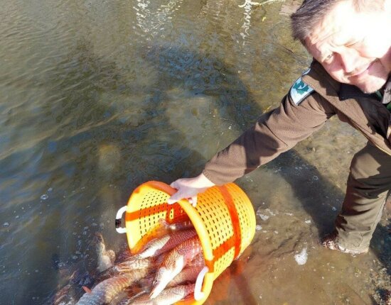1505 kg of pike found a new home in the County of Vas - 13.02.2024