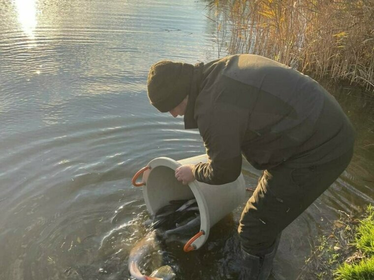 1.250 kg Barsch werden am Montag in Bundesgewässern eintreffen