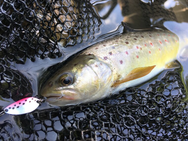 C&R szakasz ideiglenes kiterjesztése a Gyöngyös-patakon