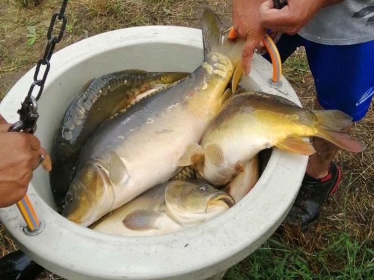 Again, there was a carp stocking in a dozen federal fishing waters