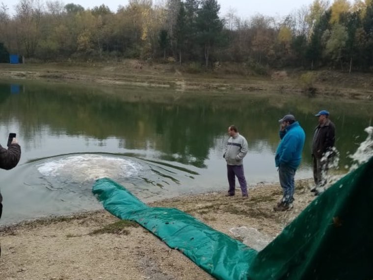 On Saturday, another 1,850 kg of bream arrived in the iron waters