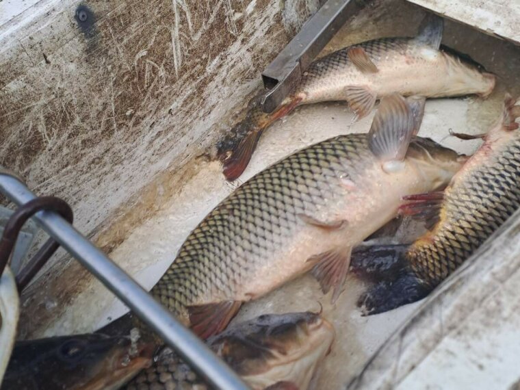 900 kg of carp arrived on the first day of August