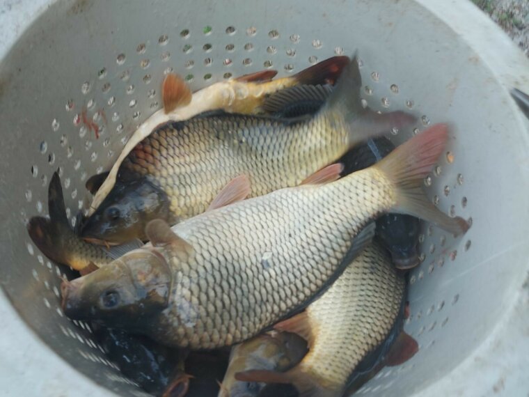 4,100 kg of carp arrived in Vasu waters