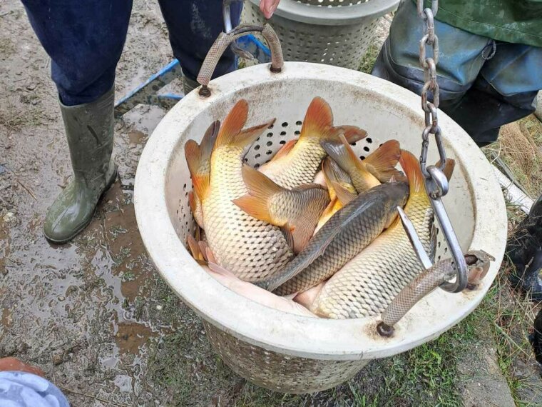 4,550 kg of carp arrived in Vasi waters