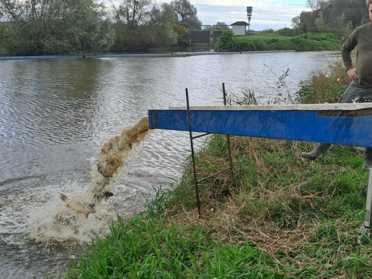 12 carp from Mázsa arrived in Rába