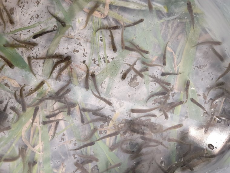 6,000 pre-farmed fast trout arrived in three iron streams