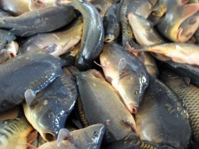 Again, 5,150 kg of carp arrive in the iron waters