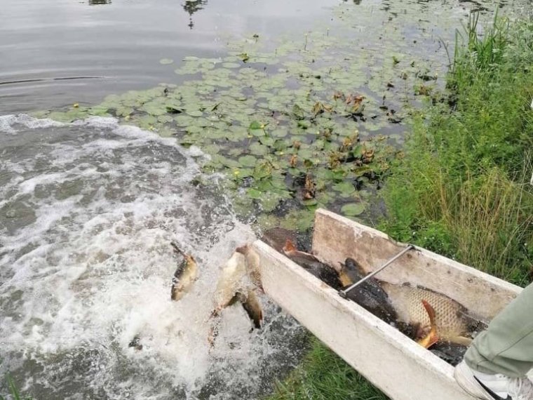 Szerdán 2700 kg pontyot telepítettünk