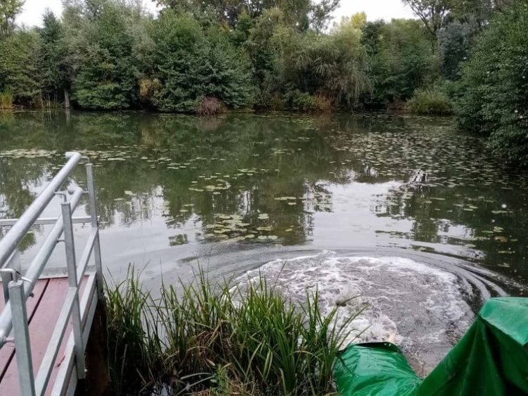 550 kg Karpfen wurden am Donnerstag gepflanzt