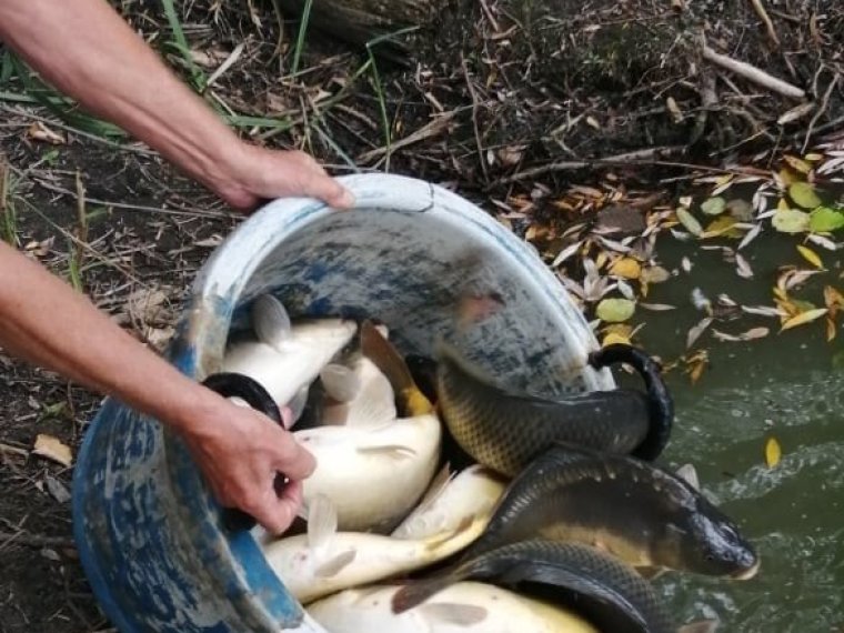 2300 kg of carp are expected to be planted on Friday