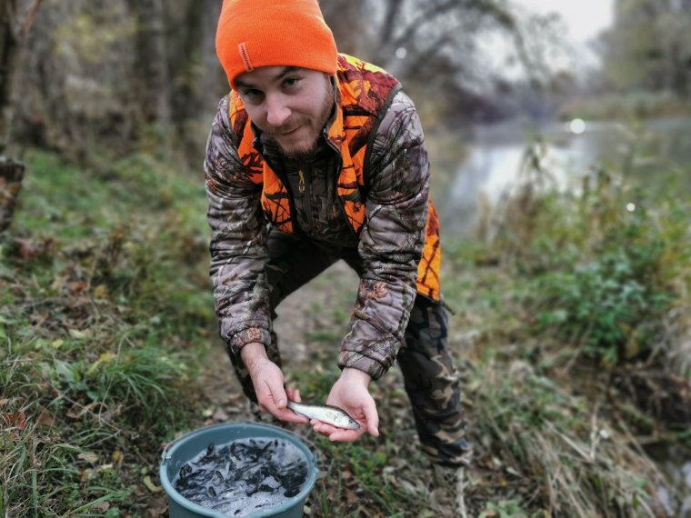 More than 8,000 small spiny ducks have entered the Rába River