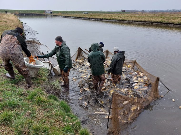 3000 kg wunderschöne Karpfen kamen in drei Angelseen an