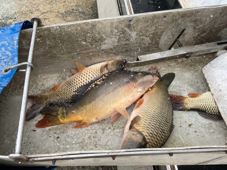 Weitere 5.700 kg Fisch werden am Mittwoch in den eisernen Gewässern eingesetzt