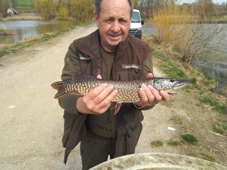 Pike from Lake Balaton arrived in Vasi Vizek
