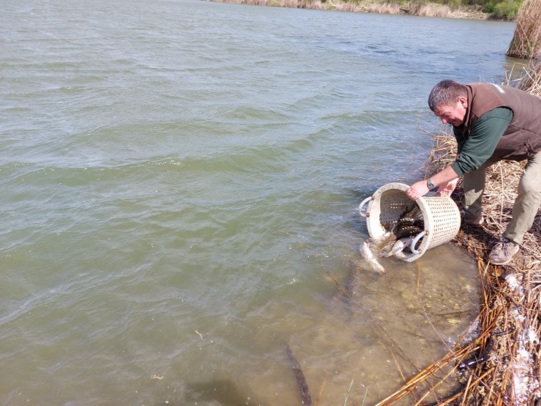 Another 600-700 pike arrived in the iron waters on Saturday