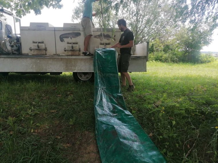 500 kg of carp went into the three sections of Pinka