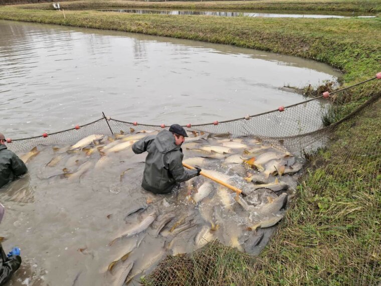60 db extra méretű ponty került a Döröskei víztározóba