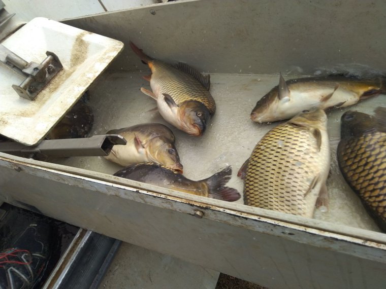 Instead of 1700 kg of carp, 2600 kg of carp arrived in federal waters today