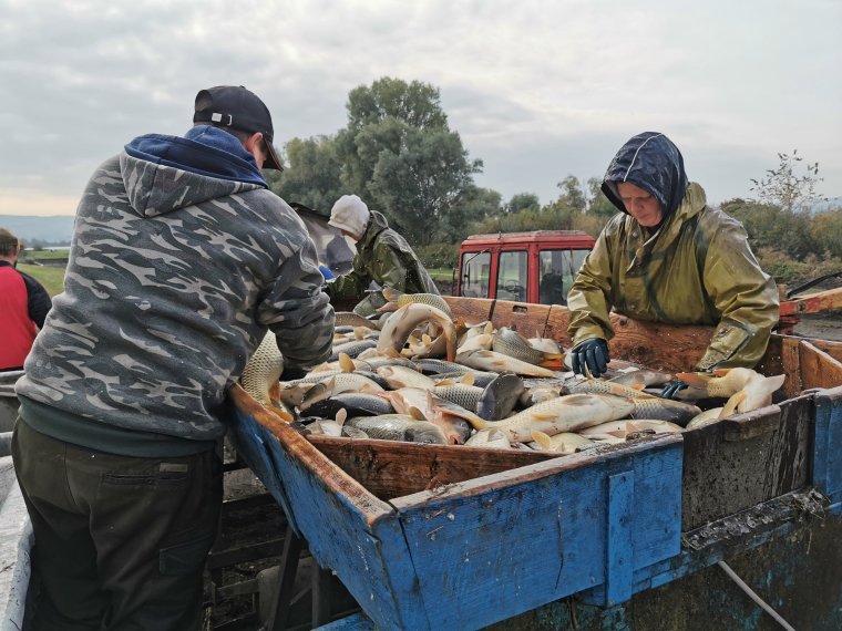 10 glazed carp arrived in the man-made channel