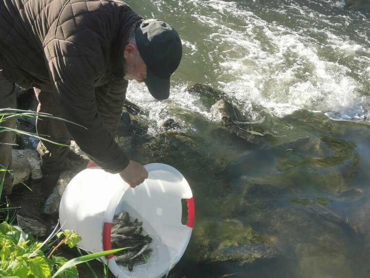 Rapid stocking of trout took place in the iron streams