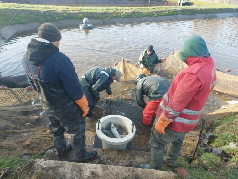 1,250 kg of perch were planted in federal waters on Monday