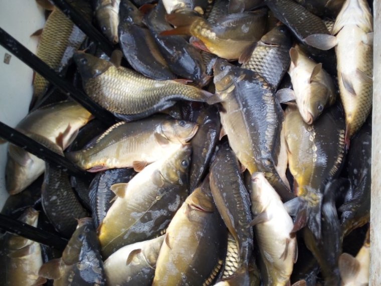 Wieder kamen 900 kg Karpfen in drei Vas-Fischteiche