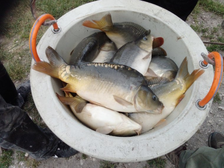 Last Wednesday afternoon, nearly 6 tons of three-carp carp arrived in the iron waters