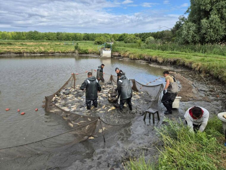 Erfolgreicher Karpfenbesatz von knapp 9.000 kg