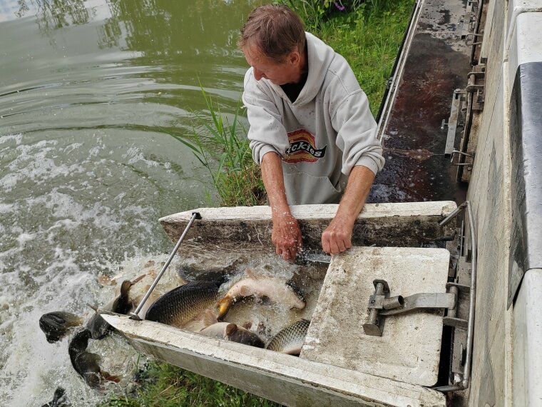 Carp are constantly arriving in the Vásir waters