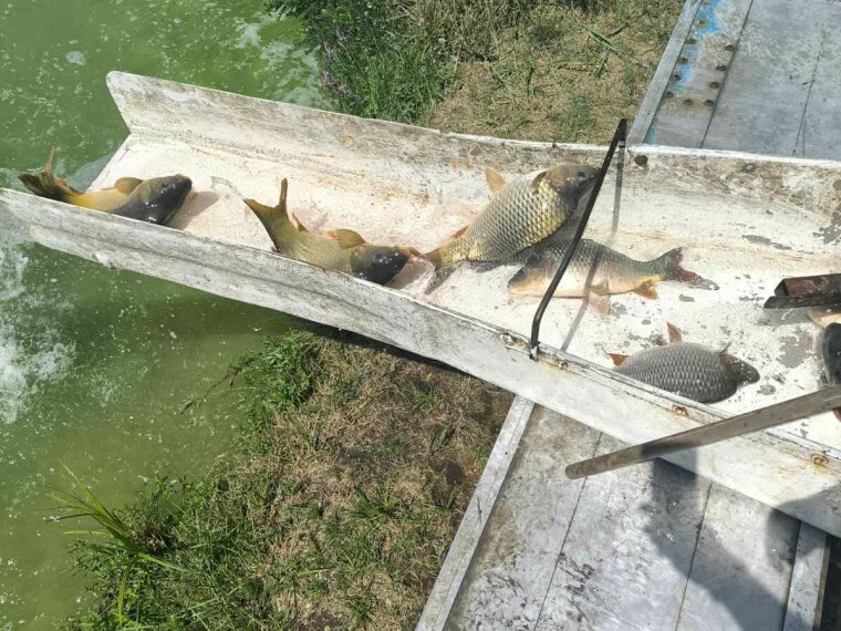 3300 kg fangbare Karpfen wurden in unseren Seen gefangen