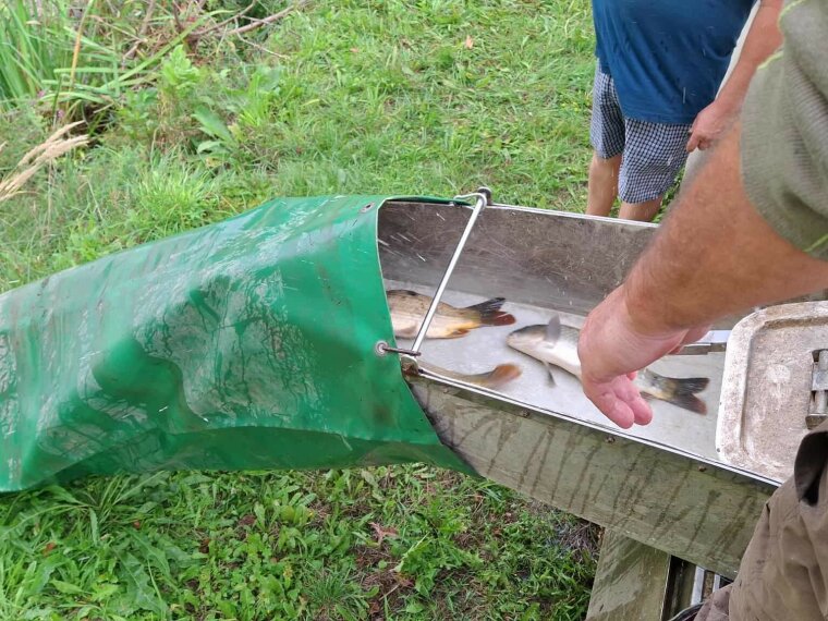 250 kg ponty érkezett a Kerkaszentkirályi Kerka-tóba