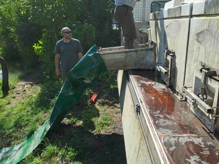 Weiterer 600 kg Karpfenbesatz in Ikervár