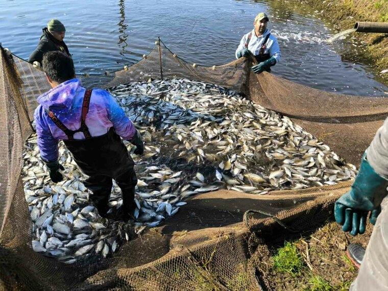 Another 2070 kg of bream have been planted in our waters.