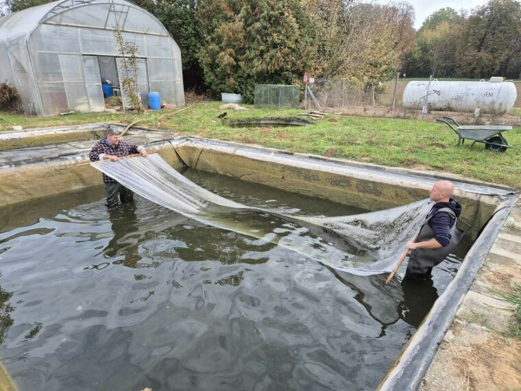 50,000 small bream arrived in the Rába water system