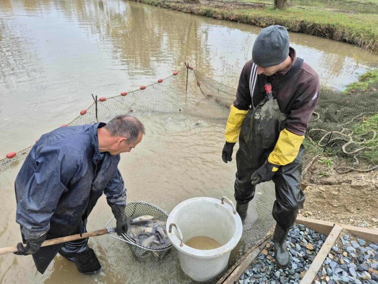 500 kg compó érkezett a vasi vizekbe