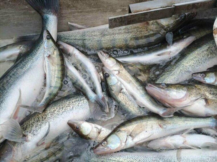 1700 kg of predators are arriving in the next ten days