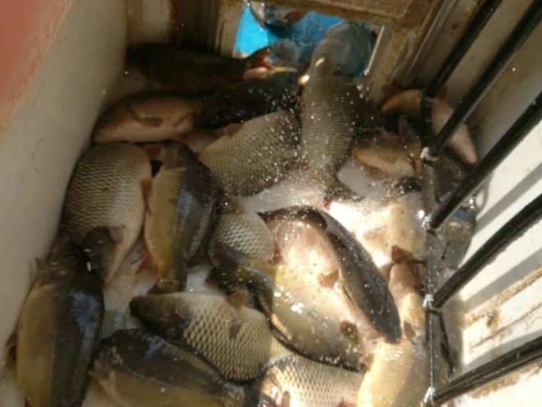 Today 900 kg of carp have arrived in three federal fishing ponds