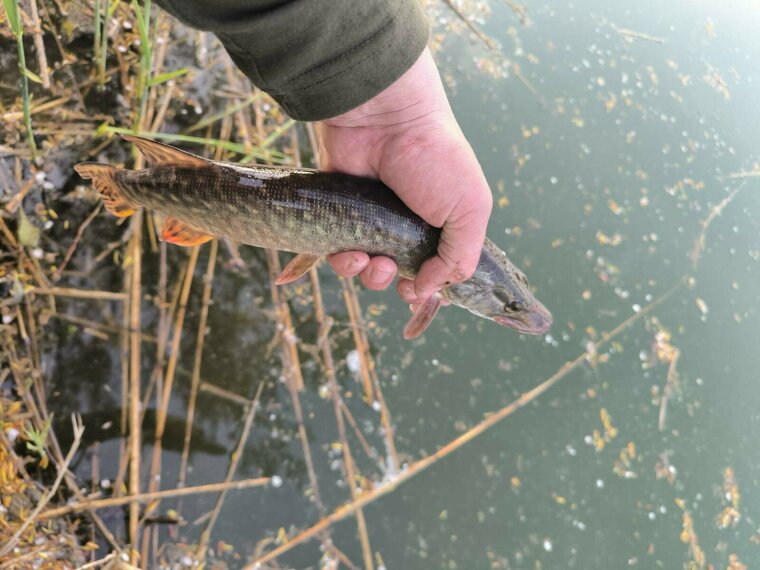 Két tóba telepítettük 108 kg csukát