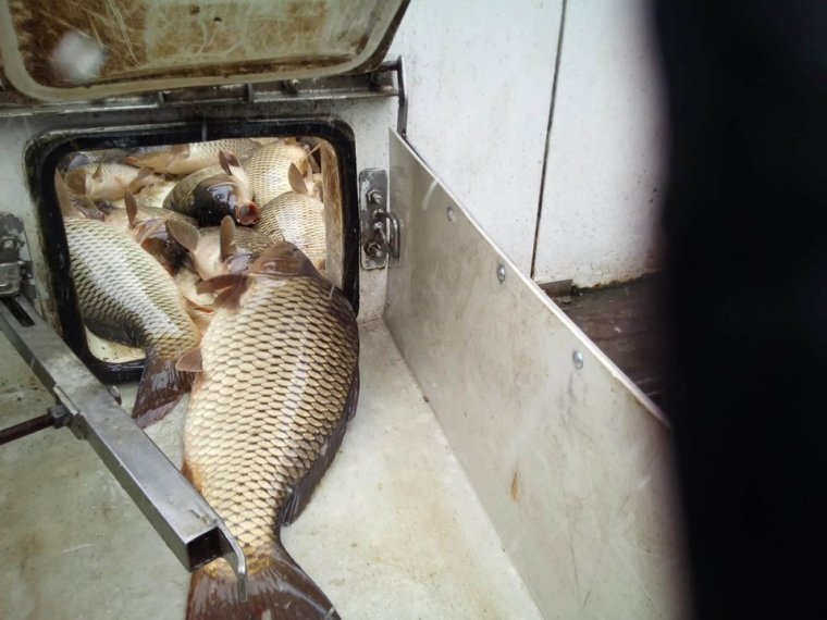 350 kg of carp arrived on Friday in Lake Újperint I.