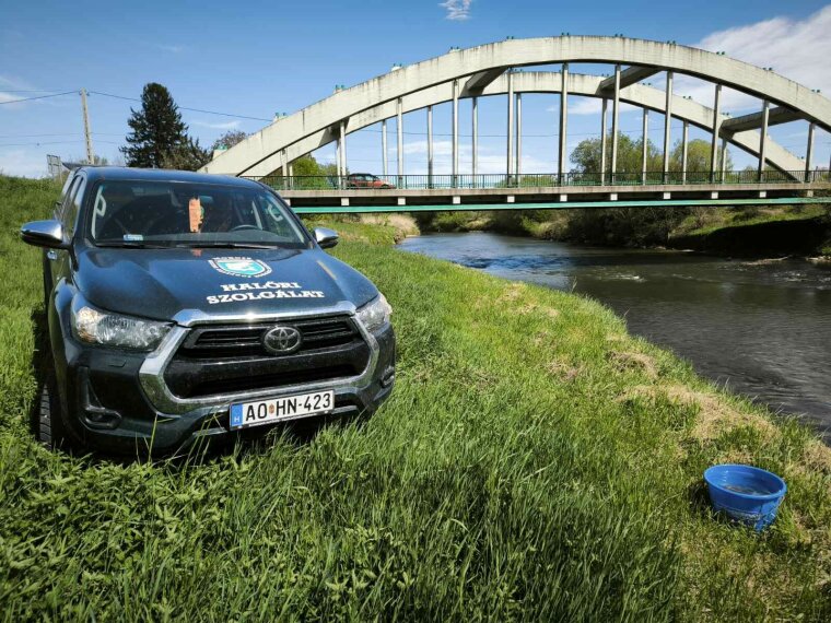 Előnevelt menyhalak érkeztek a Kerkába, Rábába