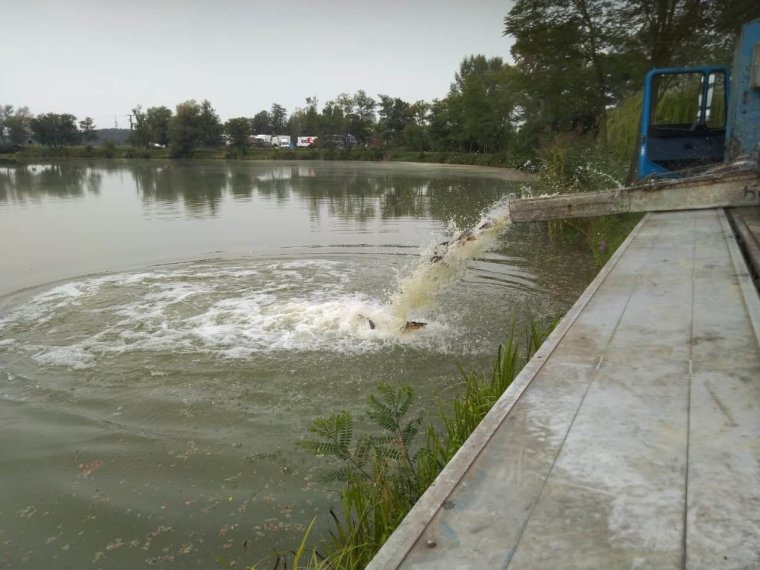 Another 900kg of carp were caught in the iron waters on Thursday