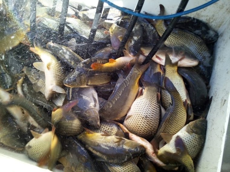 900 kg of carp arrived in three iron ponds on Wednesday