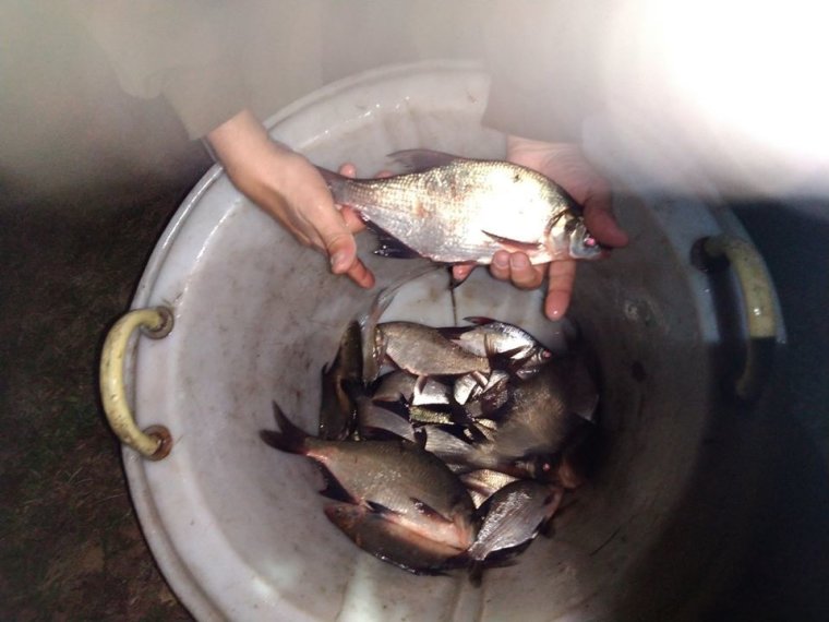 2010 kg of bream arrived on Sunday night in three federal waters