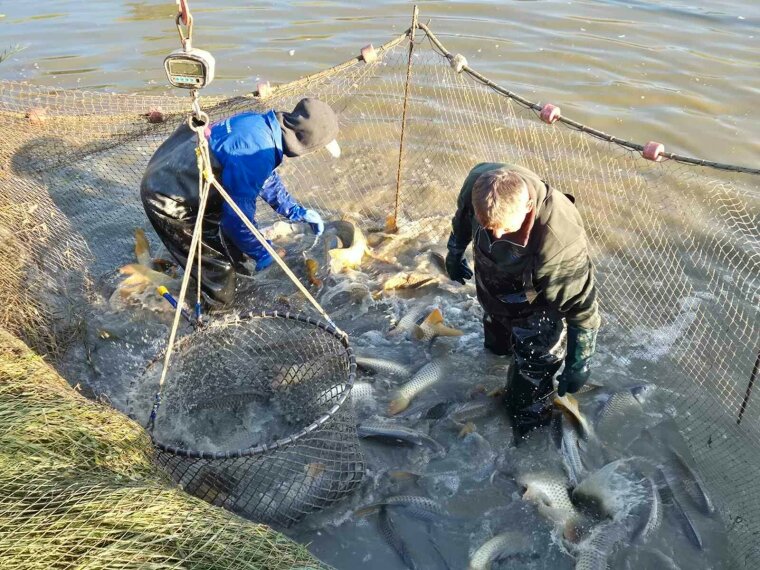 Extra és fogható méretű pontyok már a vízben