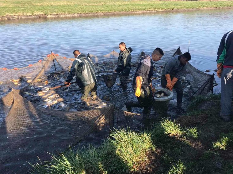 Heute sind 3.100 kg Karpfen in den Fischgewässern angekommen