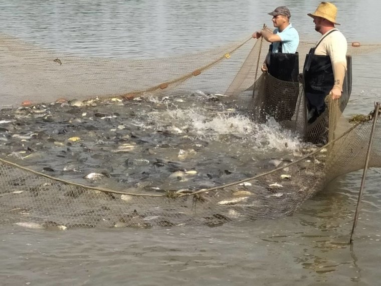 On Wednesday, 850 kg of carp arrived in two rivers