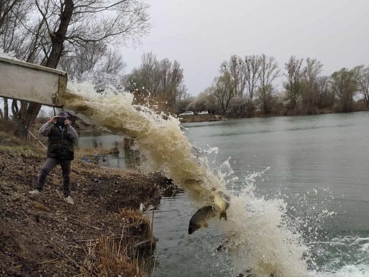 Fast 25.000 kg Karpfen wurden in den letzten 20 Tagen gepflanzt