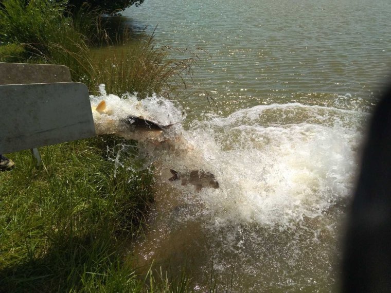 957 kg of carp arrived on Thursday