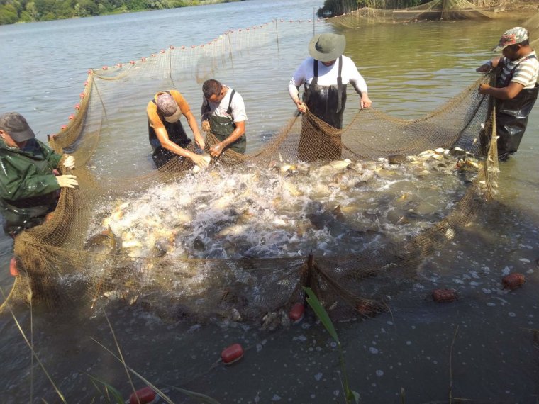 Nearly 33 glazed carp have entered our waters